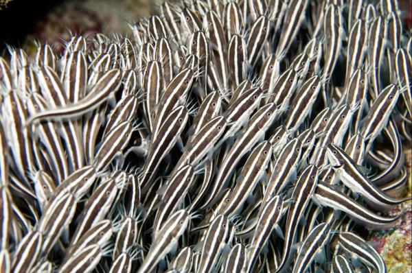 The Most Venomous Fish Types - Striped ell catfish (Plotosus lineatus)
