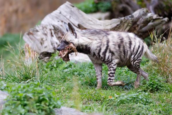 How Many Types of Hyenas Are There? - Striped hyena