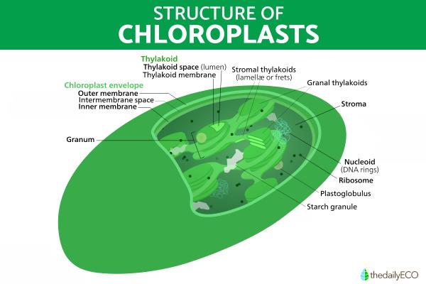 What Is a Chloroplast and Its Function? - Structure of the chloroplast