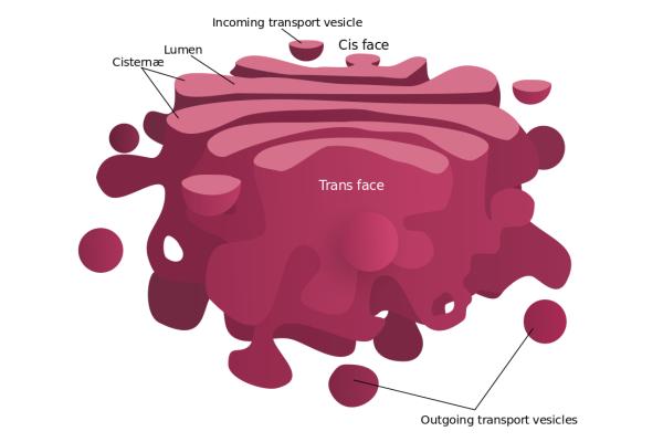 Golgi Apparatus Structure and Function - Structure of the Golgi apparatus
