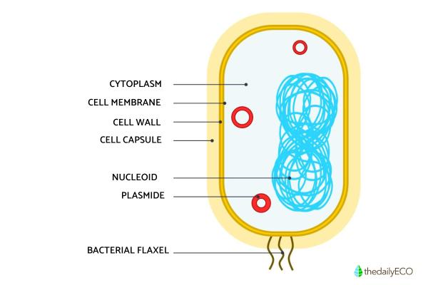 What is a Nucleoid? - The DNA of Prokaryotic Cells - Structure of the nucleoid