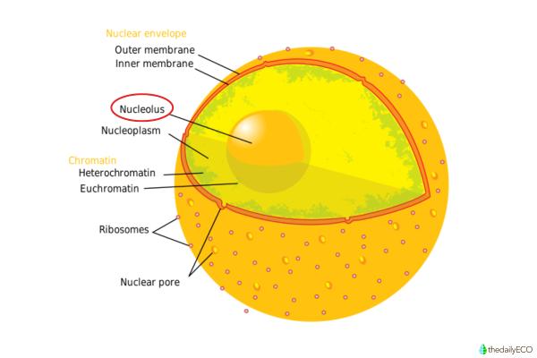 What Is the Nucleolus and Its Function? - Structure of the nucleolus