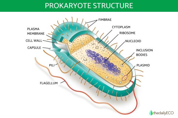 What is a Prokaryotic Cell and Its Functions? - Structure of the prokaryotic cell