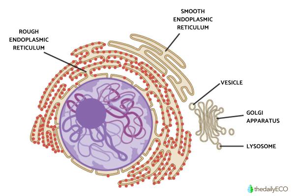 What Is the Smooth Endoplasmic Reticulum and Its Function? - Structure of the smooth endoplasmic reticulum
