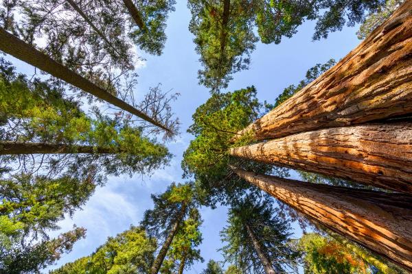 What Are Tree Canopies? - Structure of tree canopies