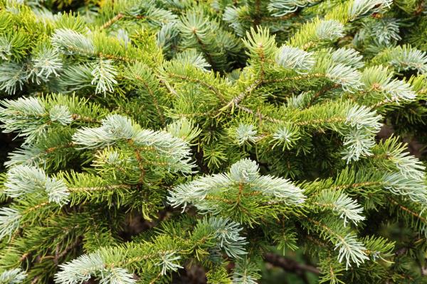 Different Types of Fir Trees - Subalpine fir (Abies lasiocarpa)