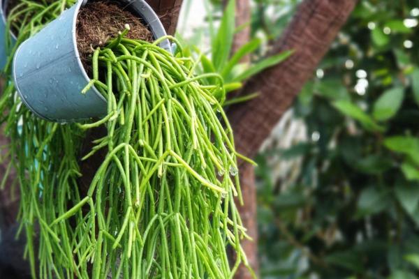 Mistletoe Cactus or Rhipsalis Baccifera Care Guide - Substrate and fertilization