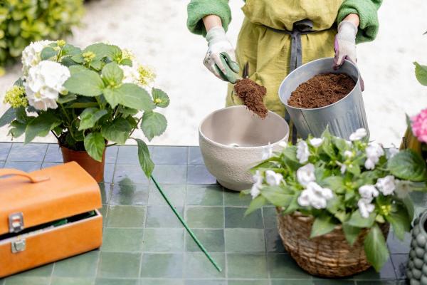 Climbing Hydrangeas Care Guide - Substrate and fertilizer for climbing hydrangeas