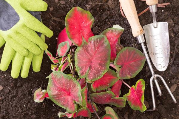Caladium Plants - Care, Watering and Propagation - Substrate for Caladium