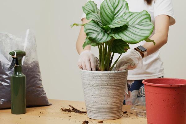 How to Care for Calathea Orbifolia - Substrate for Calathea orbifolia and fertilizer