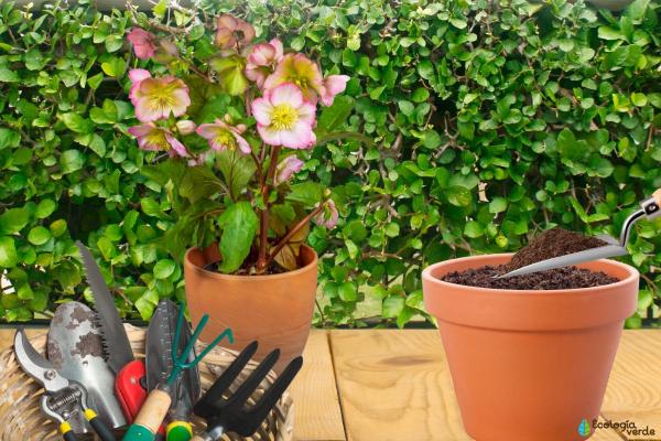 Hellebore Plants - Care, Watering and Propagation - Substrate for hellebore plants