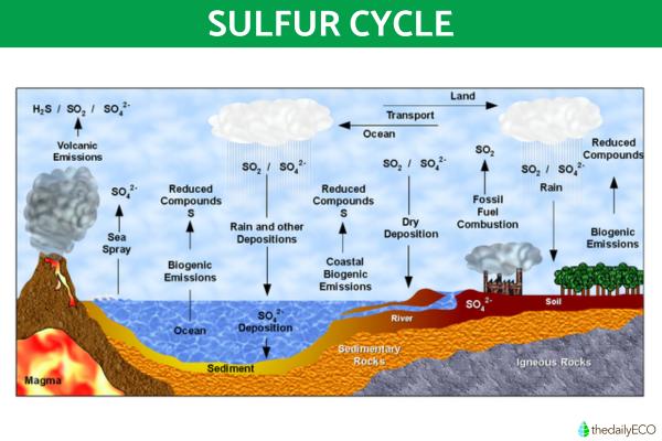 What Are Biogeochemical Cycles? - Sulfur cycle