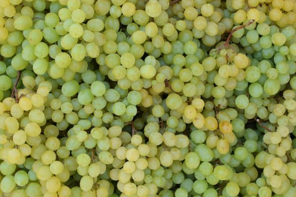 Different Types of Grapes for Eating and Drinking - sultana