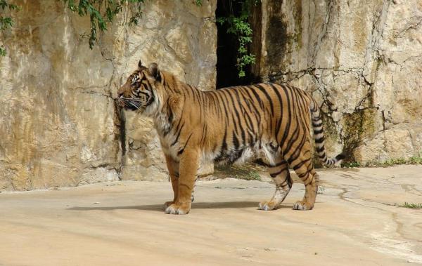 Different Types of Tigers - Living and Extinct Subspecies - Sumatran tiger