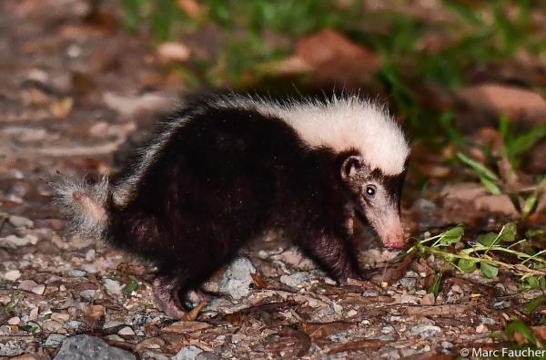 Different Types of Badgers - Sunda stink badger (Mydaus javanensis)