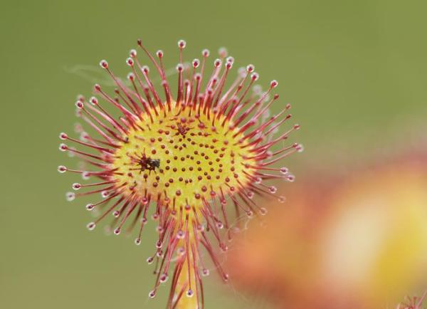 Types of Carnivorous Plants - Sundews (Drosera spp.)