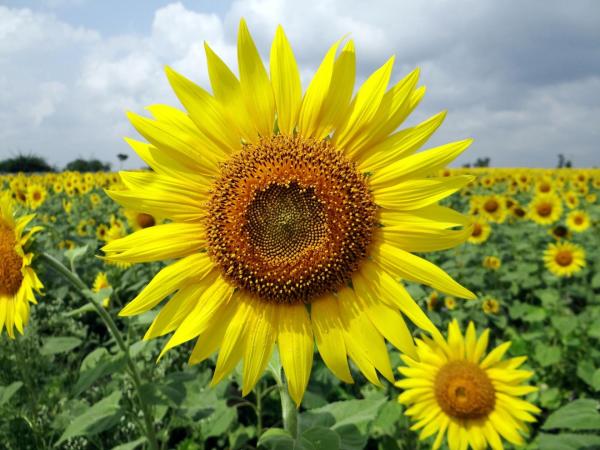 Top 10 Plants with Big Flowers - Sunflower