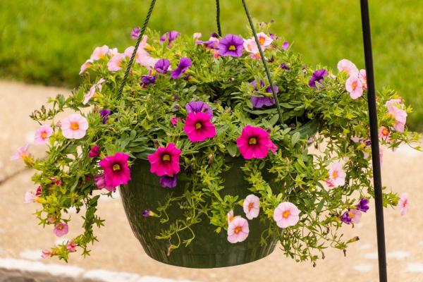 Beginner’s Guide to Calibrachoa or Million Bells - Sunlight and temperature needs