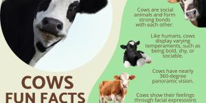 Surprising Facts About Cows
