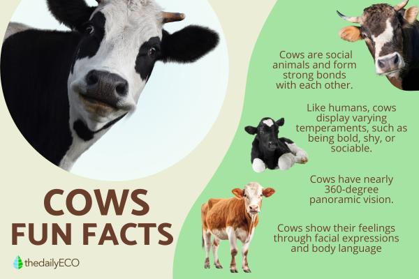 Surprising Facts About Cows