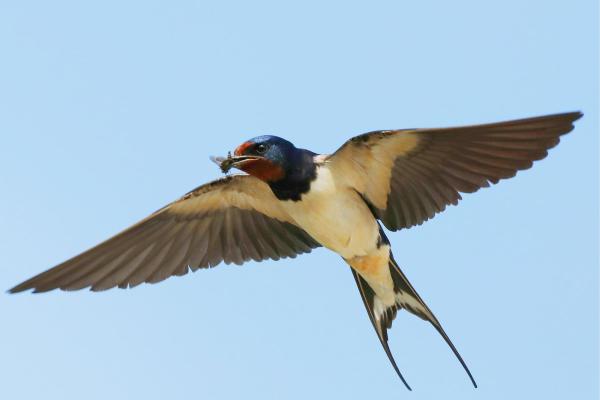 Difference Between the Swift, Swallow and House Martin - Swallow characteristics and behavior