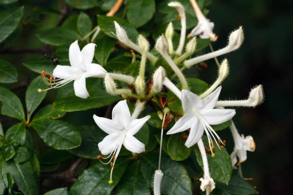 Aazlea Bush Types - Different Kinds of Azaleas - Swamp azalea