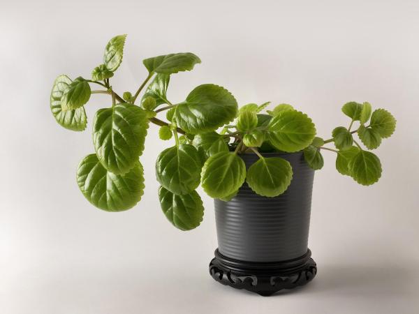 Top Indoor Climbing Plants for Beginners - Swedish Ivy (Plectranthus verticillatus)