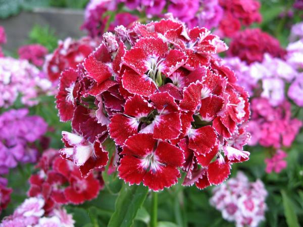 Types of Carnations - Dianthus Plant Species - Sweet William (Dianthus barbatus)