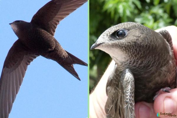 Difference Between the Swift, Swallow and House Martin - Swift characteristics and behavior