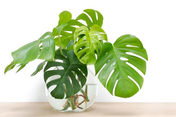 Indoor Plants That Grow in Water - Swiss cheese