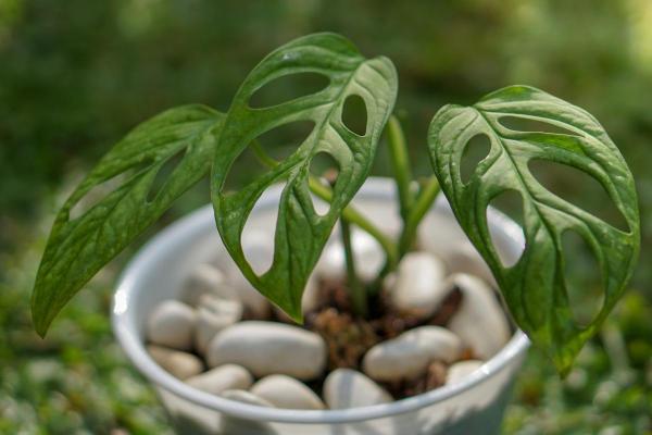 The Best Partial-Shade Plants - Swiss cheese plant