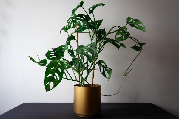Top Indoor Climbing Plants for Beginners - Swiss Cheese Plant (Monstera adansonii)