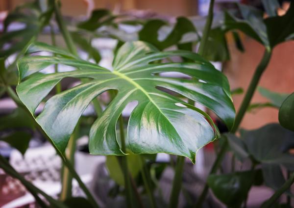 Large and Hardy Indoor Plants - Swiss cheese plant (Monstera deliciosa)