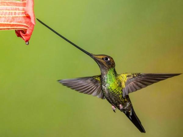 Endangered Wild Animals in Ecuador - Sword-billed hummingbird (Ensifera ensifera)