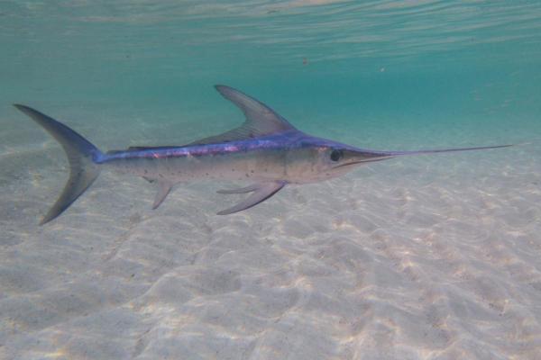 What Is a Pelagic Fish? - Swordfish