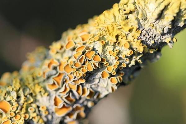 What Is Symbiosis in Biology? - Symbiosis in biology definition