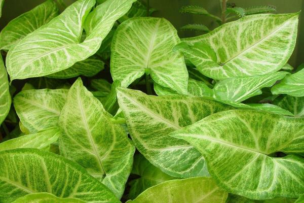 Indoor Plants That Grow in Water - Syngonium
