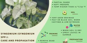 Syngonium Plant Care and Propagation