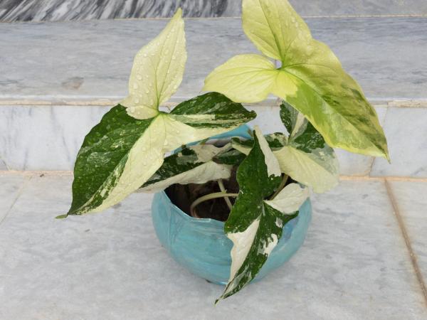 Syngonium Plant Care and Propagation - Syngonium plant watering