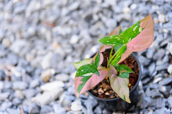 Syngonium Plant Care and Propagation - Syngonium soil and fertilizer