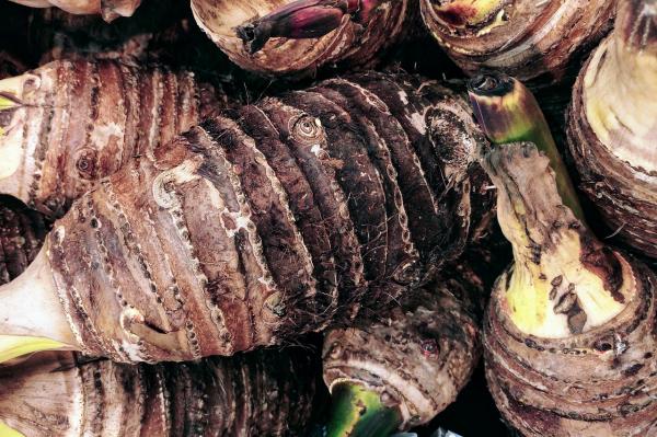 What Are Tubers in Plants? - Taro