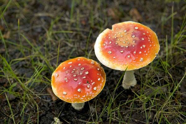 What Are Basidiomycetes Fungi? - Taxonomy and classification of basidiomycetes