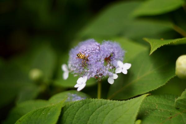 What Are the Different Types of Hydrangeas? - Tea of heaven (Hydrangea serrata)