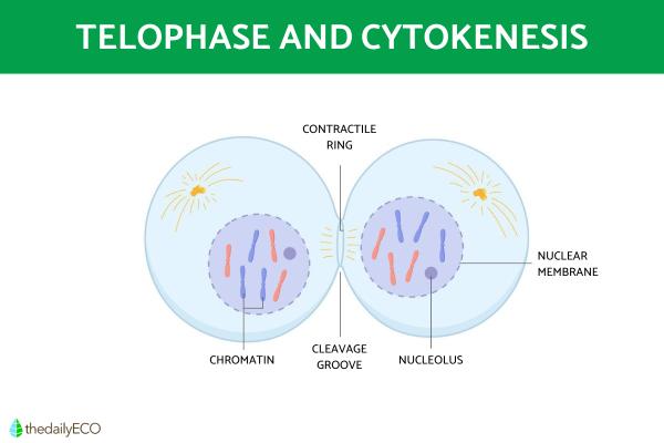 Phases of the Cell Cycle - Summary - Telophase