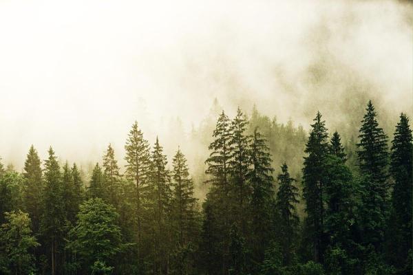 Types of Terrestrial Biomes on Earth - Temperate forest