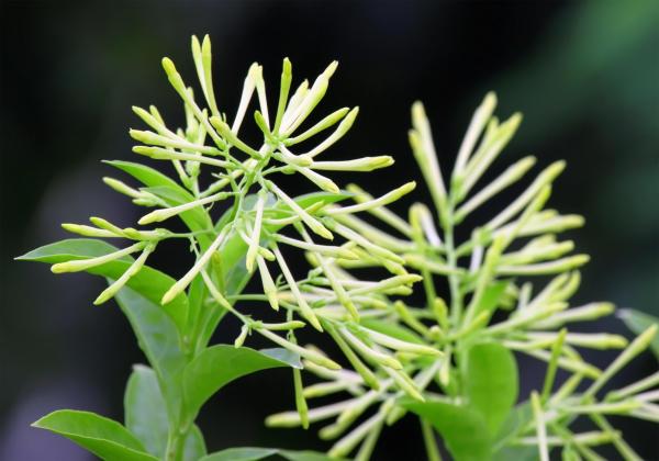 Night-Blooming Jasmine Care Guide - Temperature and light for night-blooming jasmine