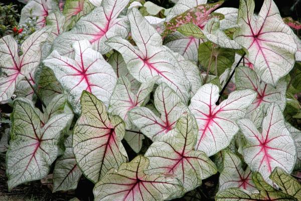 Caladium Plants - Care, Watering and Propagation - Temperature for Caladium