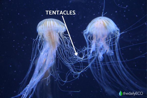 Jellyfish Anatomy - Parts of a Jellyfish - Tentacles