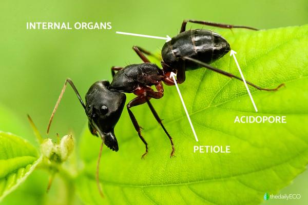 Anatomy of an Ant - Ant Body Parts - The abdomen of an ant