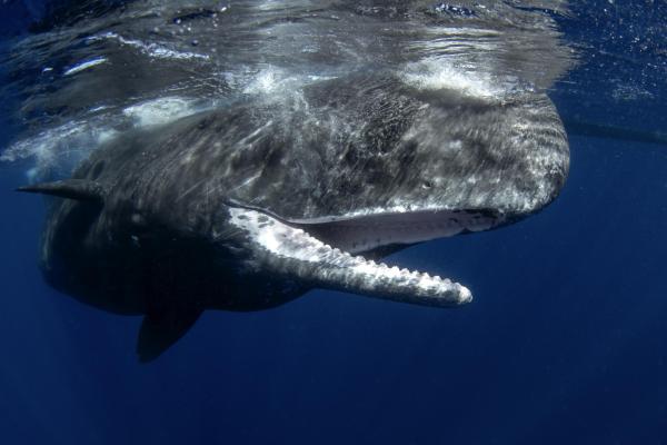 What Animal Has the Biggest Brain? - The animal with the largest brain in the world